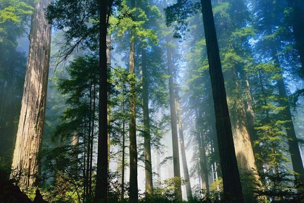 Entorno natural y verde de Chonchi